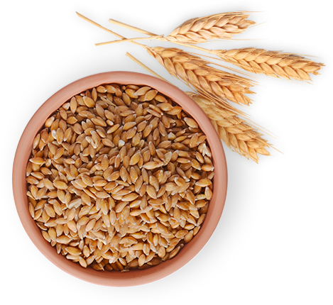 pngimg.com – wheat_PNG60s