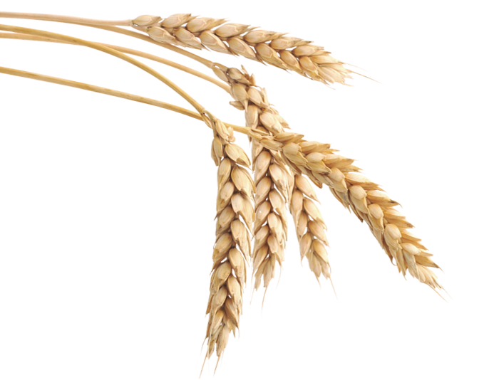 pngimg.com – wheat_PNG81b